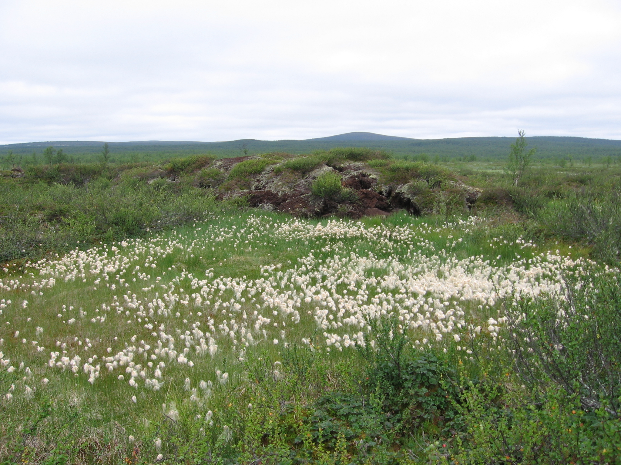 A palsa mound in the Lätäseno wetlands.